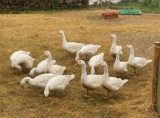 בית נופש Anielska